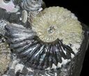 Iridescent Ammonite (Deschaesites) Cluster - Russia #50764-5